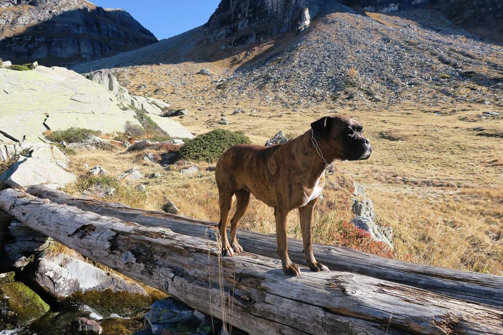 B&B Alpe Veglia Varzo Buitenkant foto